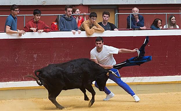 Imagen. Un valiente ante la vaca. 