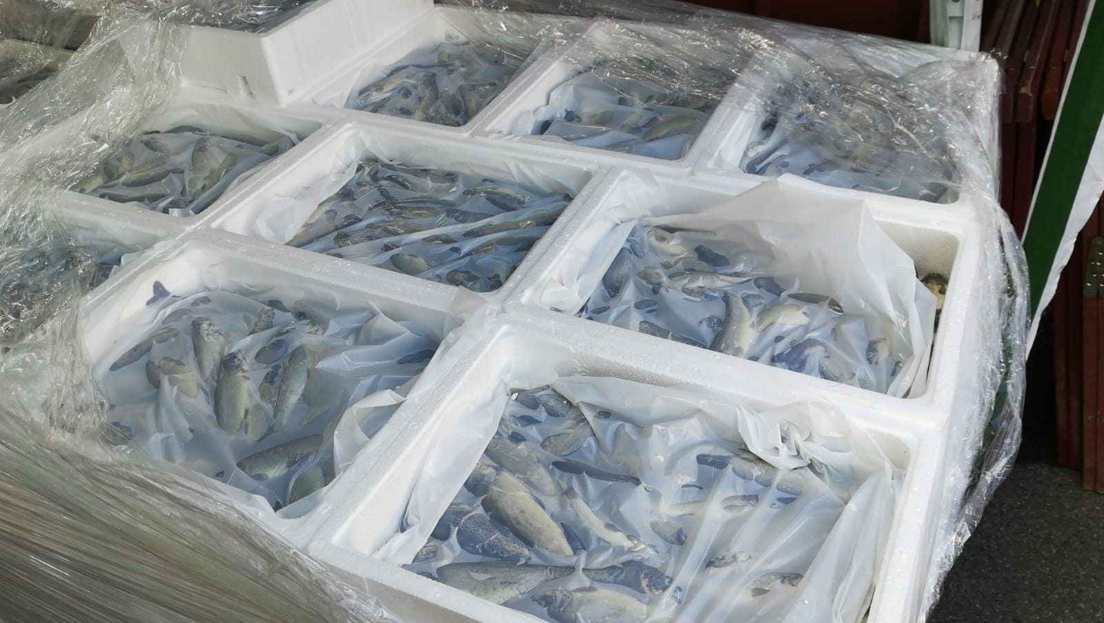 Fotos: Los logroñeses disfrutan del pan y el pez en San Bernabé