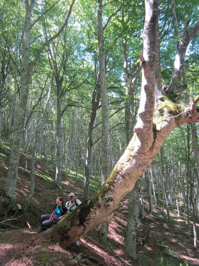 Unas 1.300 personas participaron en la suma de las dos marchas senderistas que recorrieron los montes de la Demanda. La 'Valle de Ezcaray. Memorial Javi Valgañón y Travesía infantil en una actividad organizada por los 'Amigos de Ezcaray'