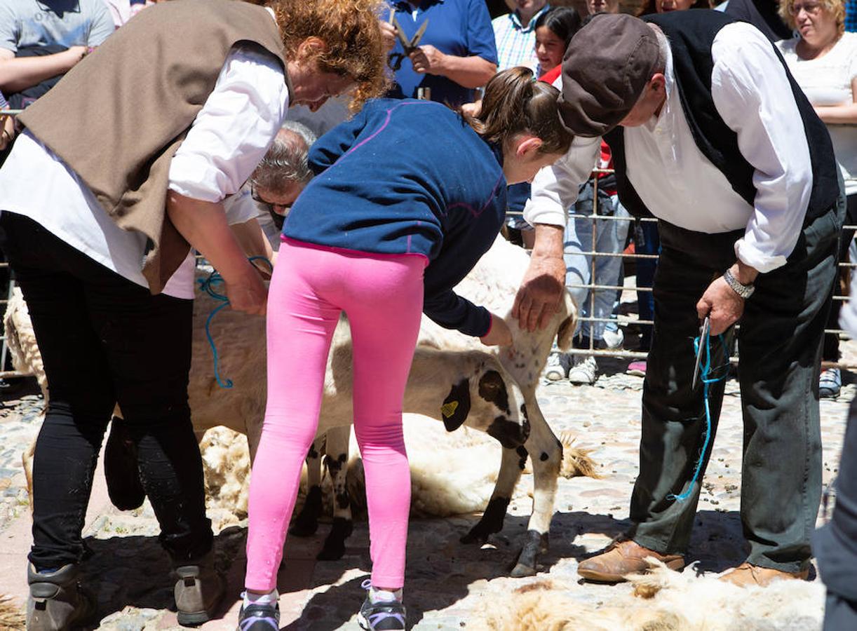 La localidad serrana de Brieva ha revivido la trashumancia. La búsqueda de pastos frescos para los rebaños de ovejas de otras latitudes a la sierra riojana y que mantiene vivas las tradiciones, los caminos y cañadas para alimentar a las cabañas ovina.