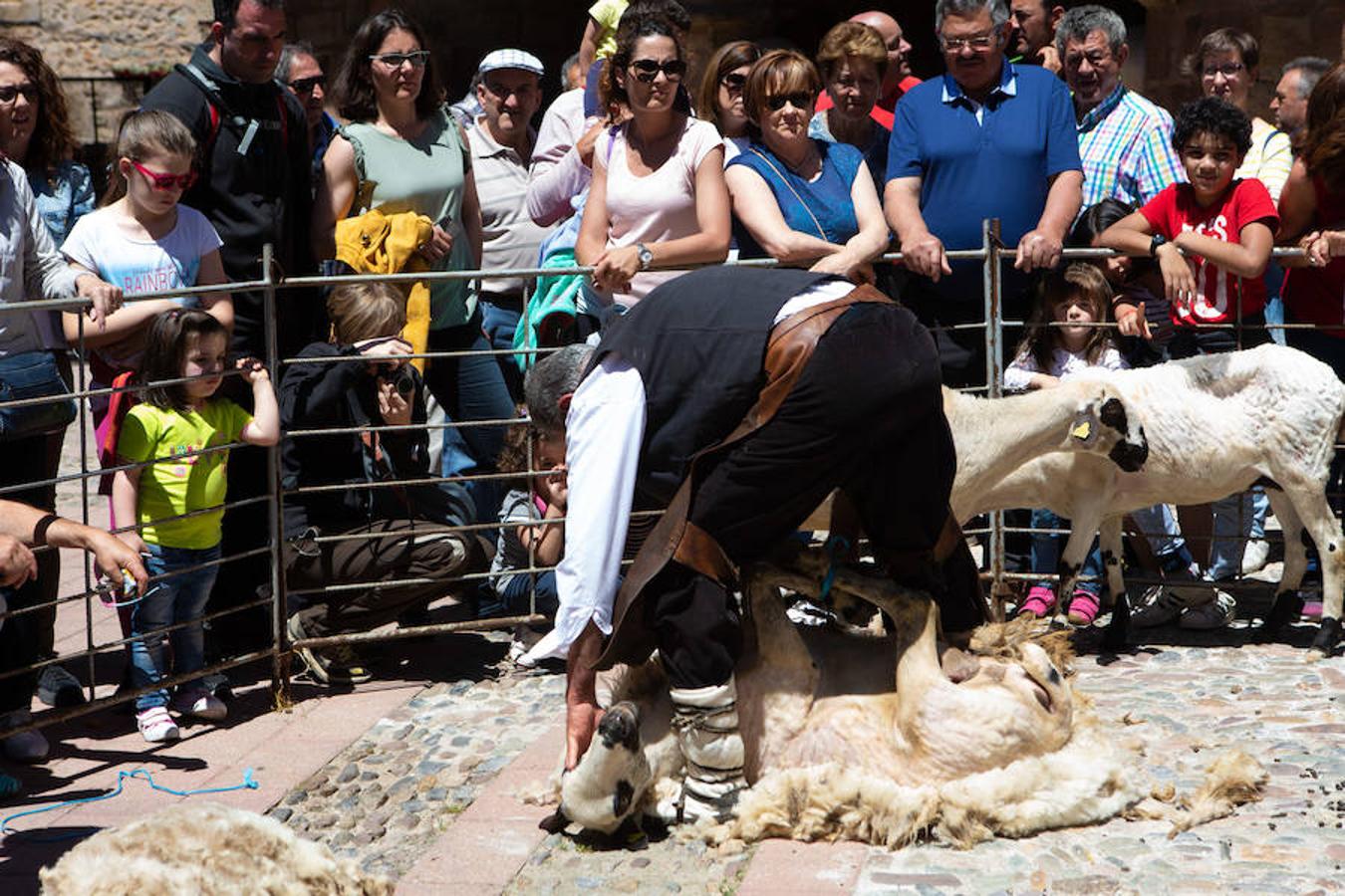 La localidad serrana de Brieva ha revivido la trashumancia. La búsqueda de pastos frescos para los rebaños de ovejas de otras latitudes a la sierra riojana y que mantiene vivas las tradiciones, los caminos y cañadas para alimentar a las cabañas ovina.