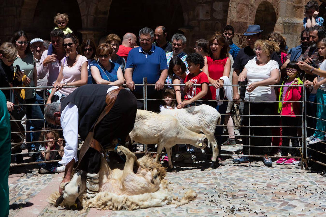 La localidad serrana de Brieva ha revivido la trashumancia. La búsqueda de pastos frescos para los rebaños de ovejas de otras latitudes a la sierra riojana y que mantiene vivas las tradiciones, los caminos y cañadas para alimentar a las cabañas ovina.