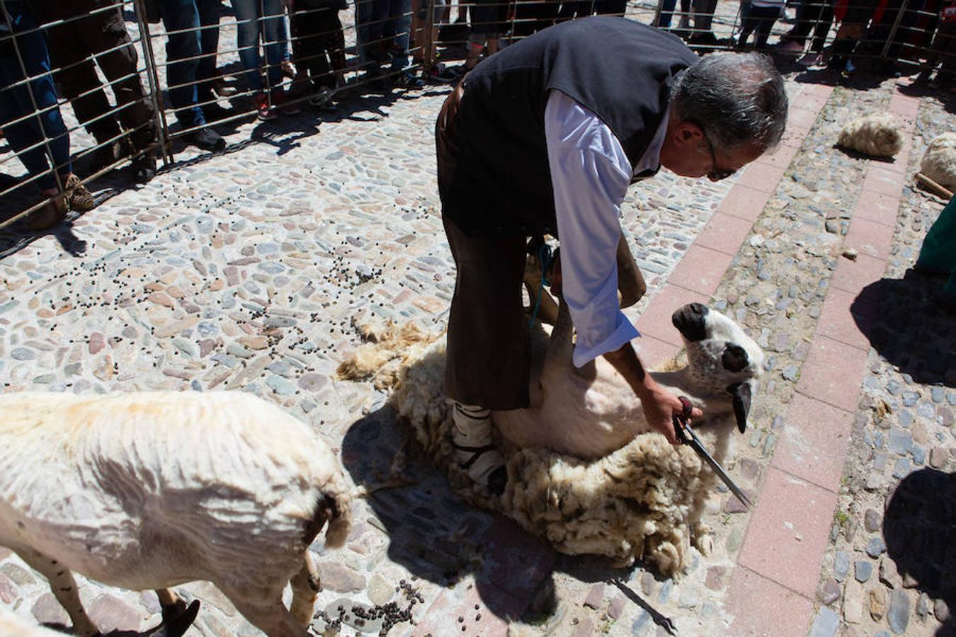 La localidad serrana de Brieva ha revivido la trashumancia. La búsqueda de pastos frescos para los rebaños de ovejas de otras latitudes a la sierra riojana y que mantiene vivas las tradiciones, los caminos y cañadas para alimentar a las cabañas ovina.