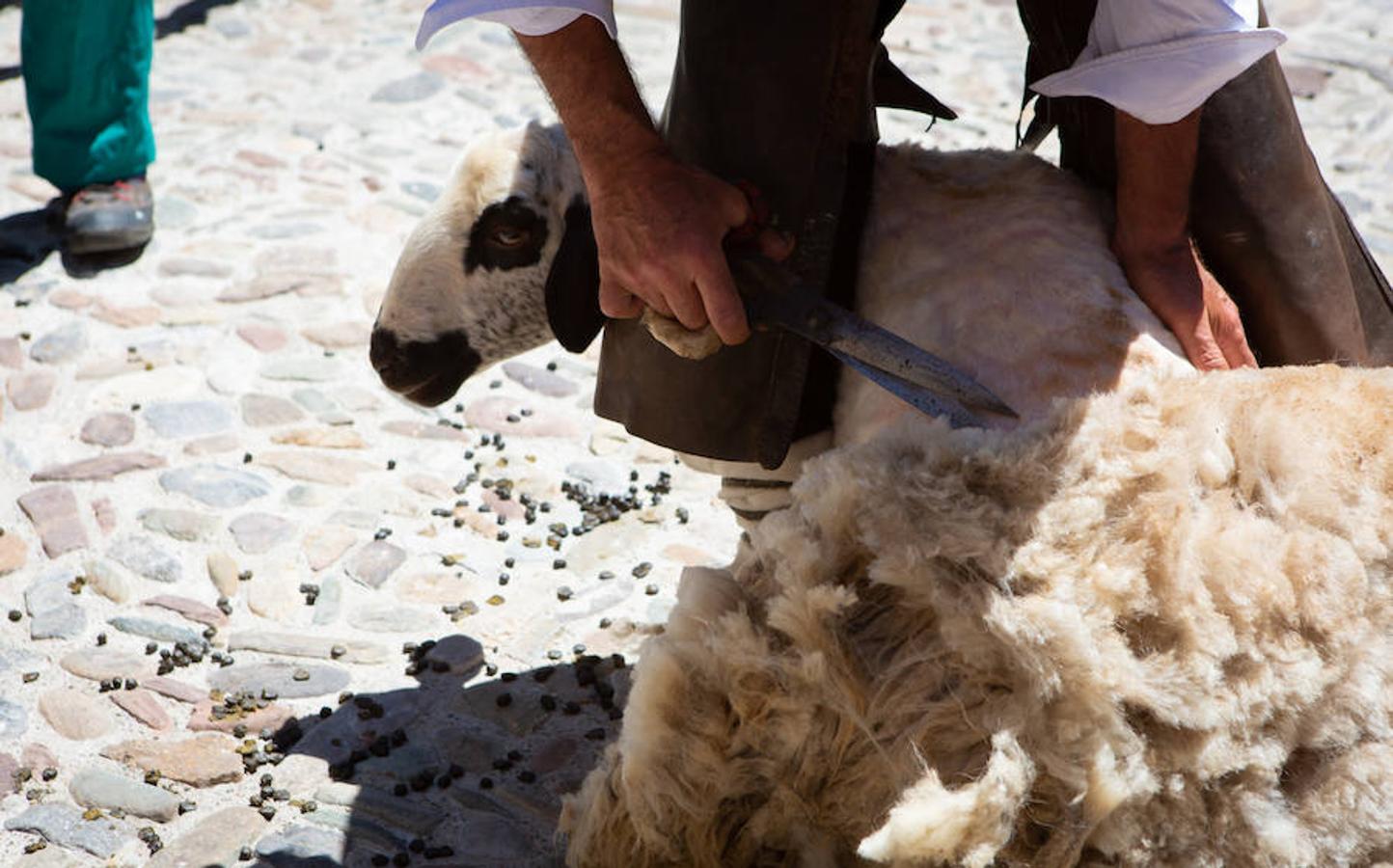 La localidad serrana de Brieva ha revivido la trashumancia. La búsqueda de pastos frescos para los rebaños de ovejas de otras latitudes a la sierra riojana y que mantiene vivas las tradiciones, los caminos y cañadas para alimentar a las cabañas ovina.