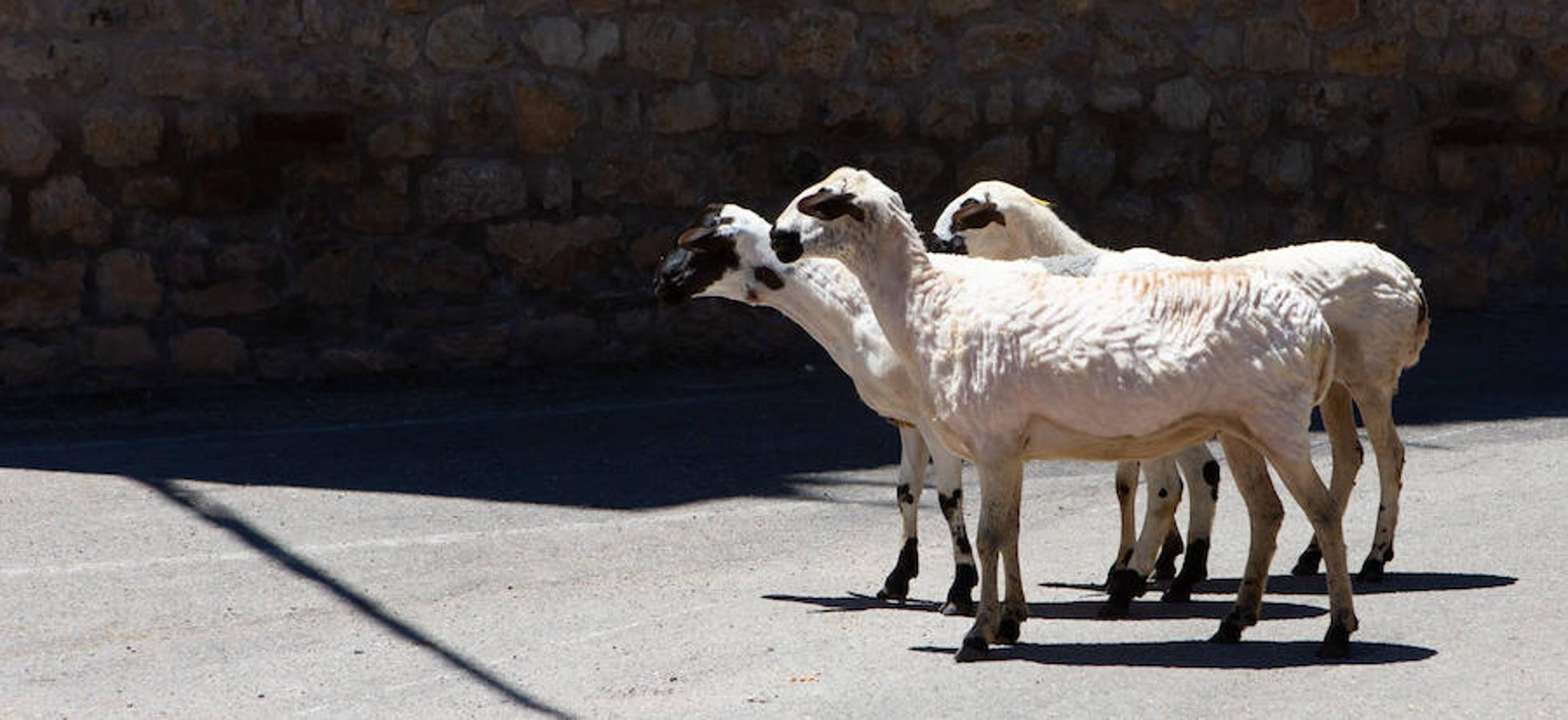 La localidad serrana de Brieva ha revivido la trashumancia. La búsqueda de pastos frescos para los rebaños de ovejas de otras latitudes a la sierra riojana y que mantiene vivas las tradiciones, los caminos y cañadas para alimentar a las cabañas ovina.