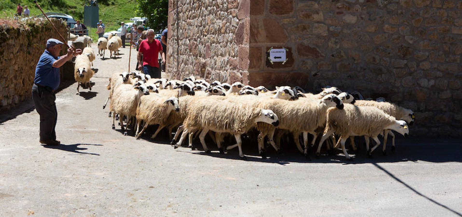 La localidad serrana de Brieva ha revivido la trashumancia. La búsqueda de pastos frescos para los rebaños de ovejas de otras latitudes a la sierra riojana y que mantiene vivas las tradiciones, los caminos y cañadas para alimentar a las cabañas ovina.