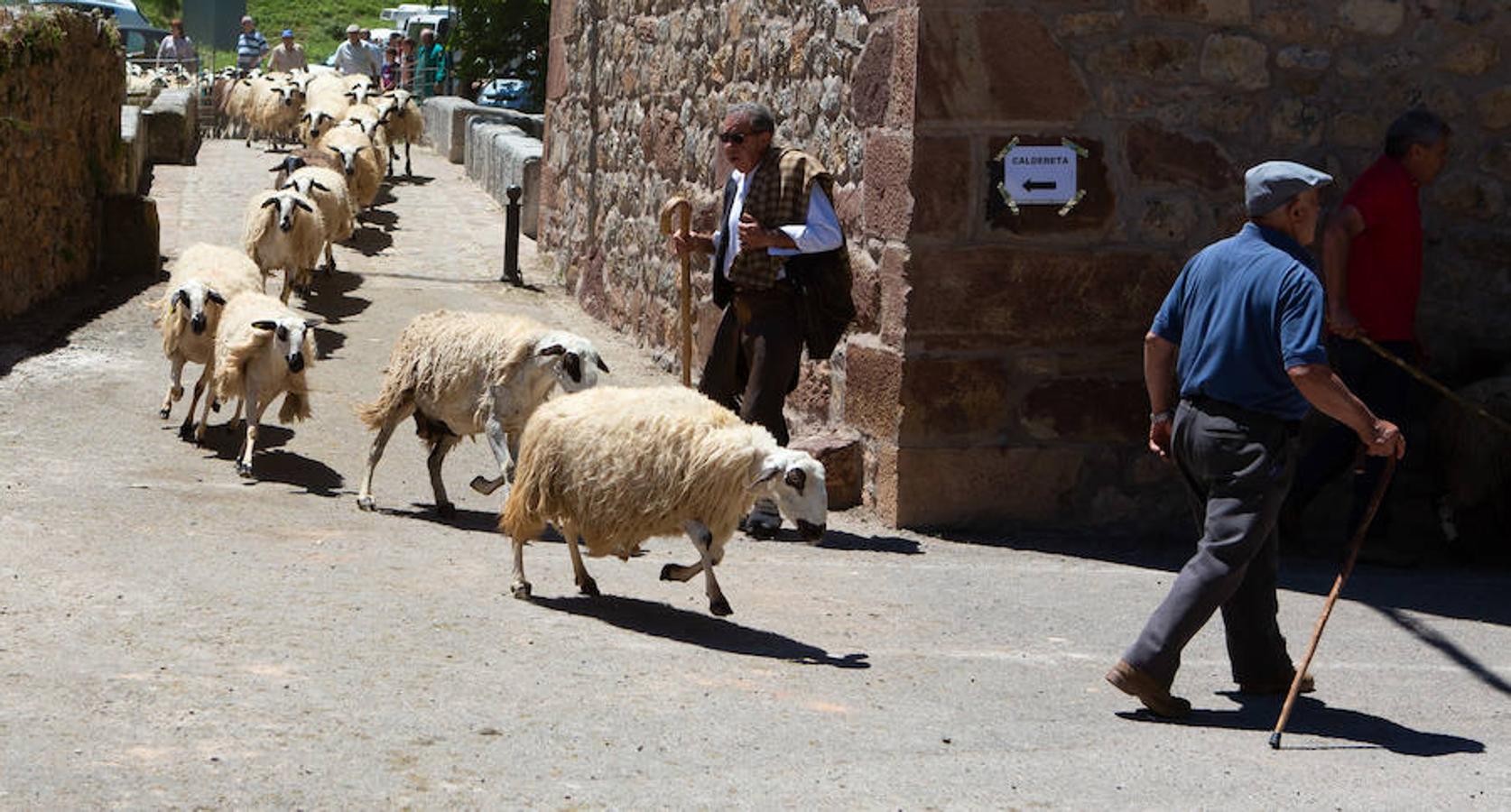 La localidad serrana de Brieva ha revivido la trashumancia. La búsqueda de pastos frescos para los rebaños de ovejas de otras latitudes a la sierra riojana y que mantiene vivas las tradiciones, los caminos y cañadas para alimentar a las cabañas ovina.