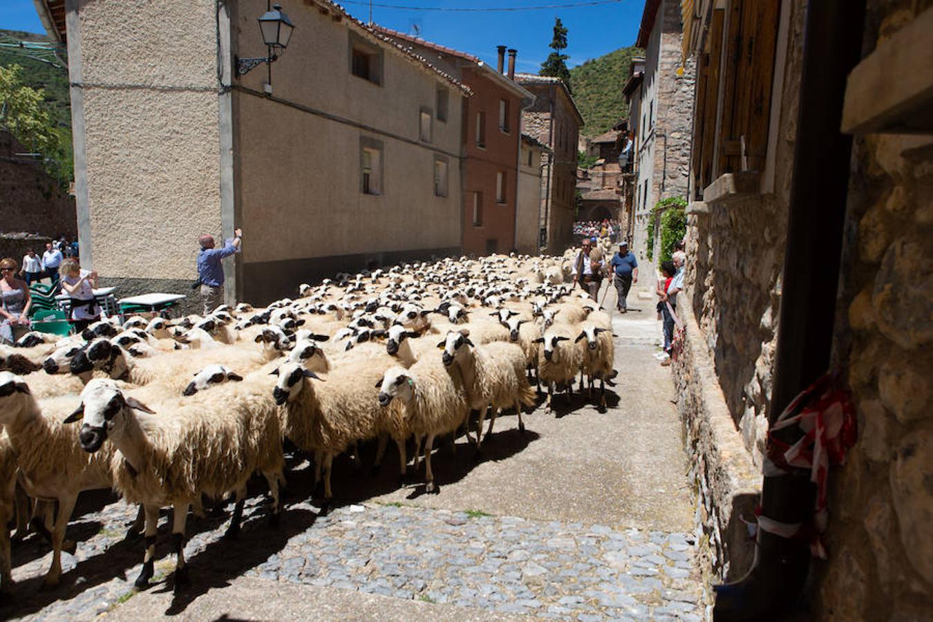 La localidad serrana de Brieva ha revivido la trashumancia. La búsqueda de pastos frescos para los rebaños de ovejas de otras latitudes a la sierra riojana y que mantiene vivas las tradiciones, los caminos y cañadas para alimentar a las cabañas ovina.