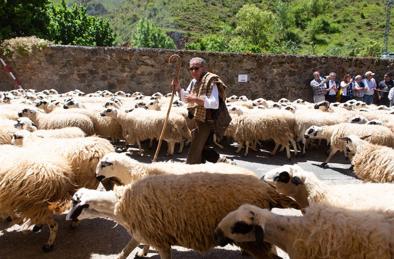 La localidad serrana de Brieva ha revivido la trashumancia. La búsqueda de pastos frescos para los rebaños de ovejas de otras latitudes a la sierra riojana y que mantiene vivas las tradiciones, los caminos y cañadas para alimentar a las cabañas ovina.