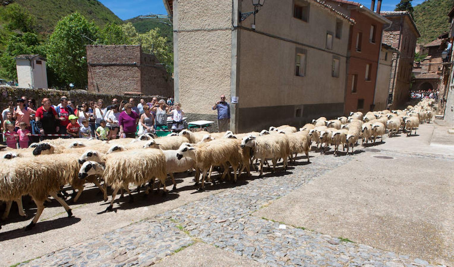 La localidad serrana de Brieva ha revivido la trashumancia. La búsqueda de pastos frescos para los rebaños de ovejas de otras latitudes a la sierra riojana y que mantiene vivas las tradiciones, los caminos y cañadas para alimentar a las cabañas ovina.