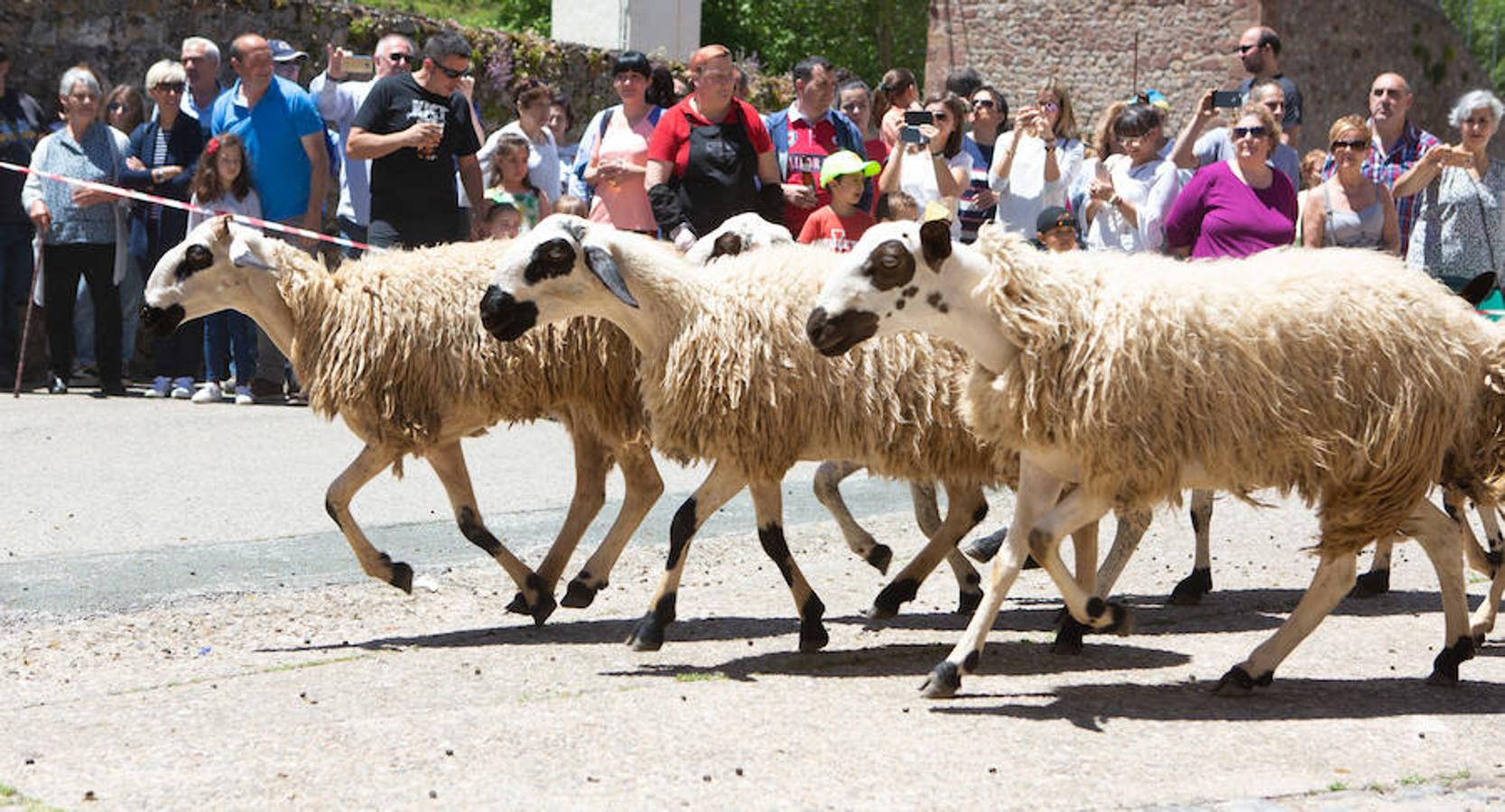 La localidad serrana de Brieva ha revivido la trashumancia. La búsqueda de pastos frescos para los rebaños de ovejas de otras latitudes a la sierra riojana y que mantiene vivas las tradiciones, los caminos y cañadas para alimentar a las cabañas ovina.