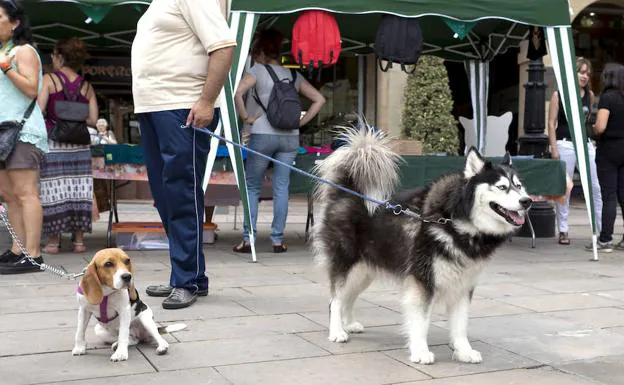 Dos perros de razas diferentes, de paseo por Logroño.