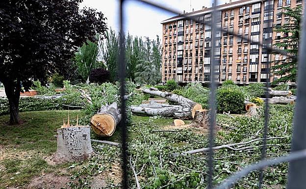 Imagen de los árboles talados por su base en la plaza. 