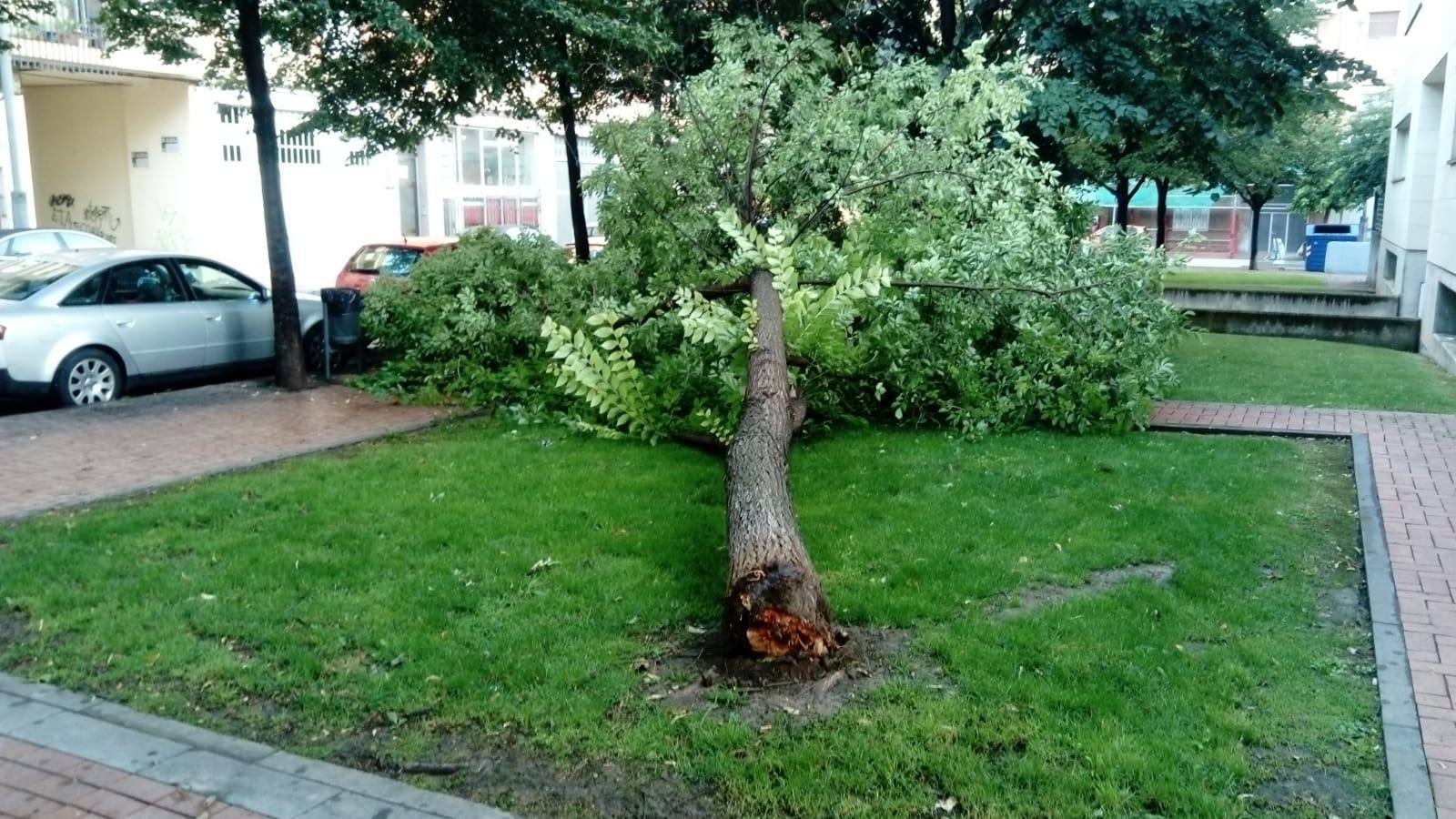 Un árbol caído en la calle La Campa
