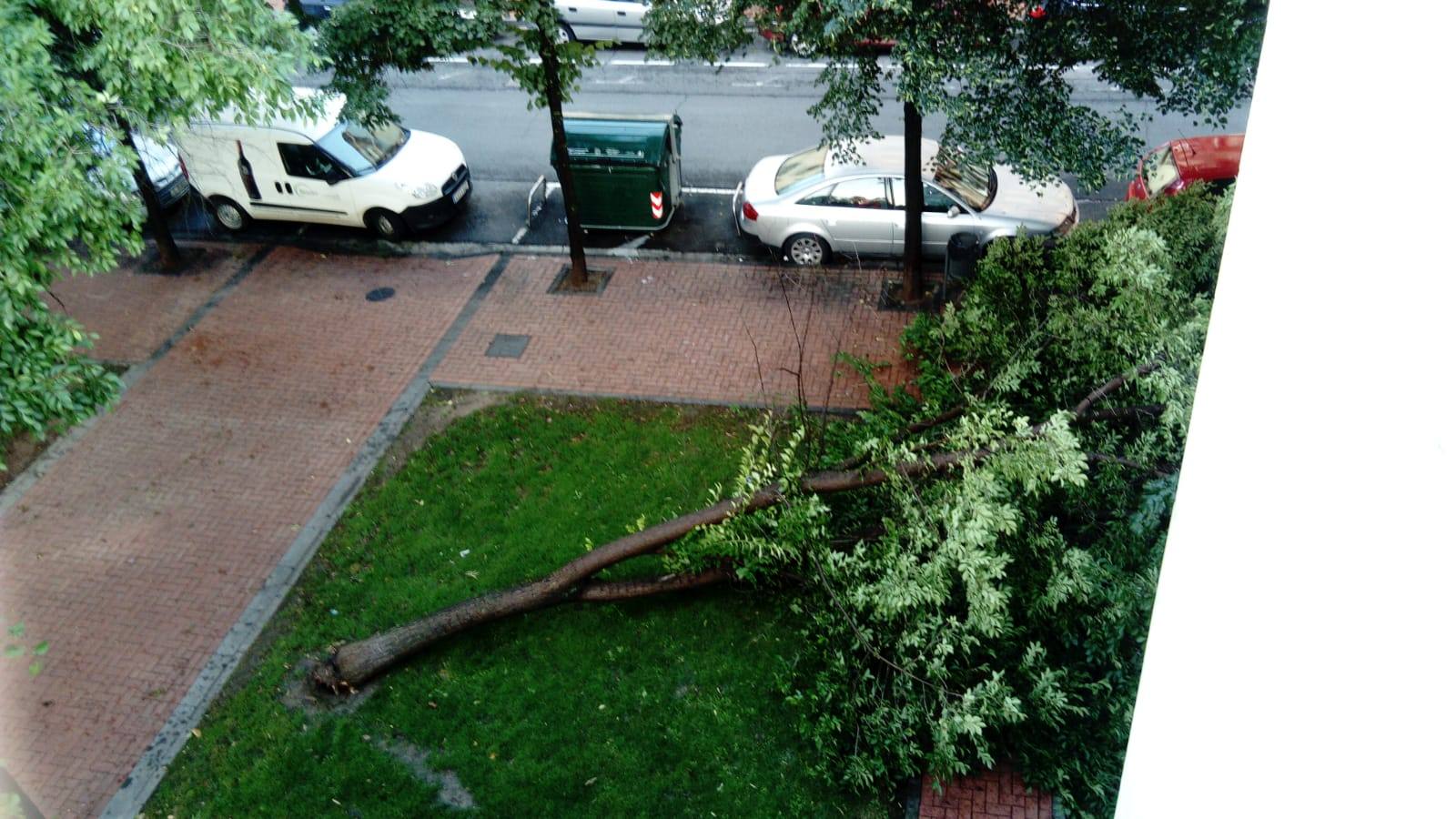 Un árbol caído en la calle La Campa