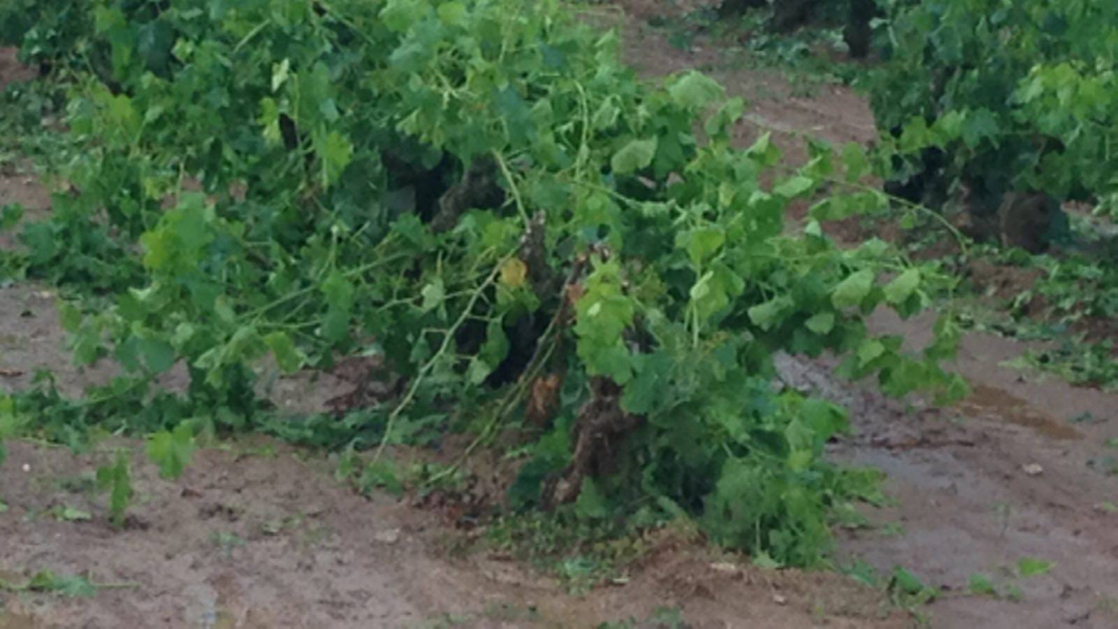 Daños en los campos de Alesanco.