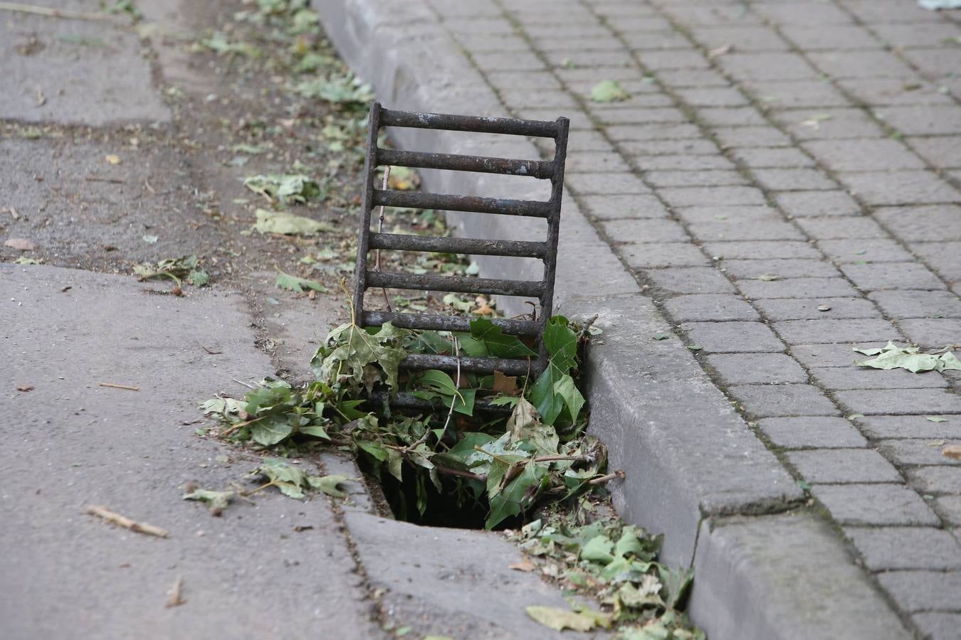 Árboles derrumbados y las calles llenas de maleza