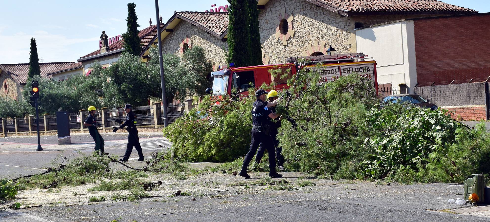 Un árbol de grandes dimensiones se ha venido abajo junto al Puente de Hierro y la Casa de las Ciencias, inutilizando carretera en la calle del Ebro