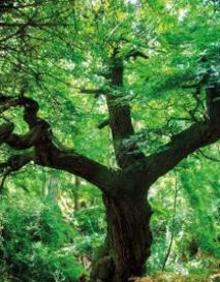 Imagen secundaria 2 - Turismo en La Rioja: De zanco en zanco: montes y bosques para danzar