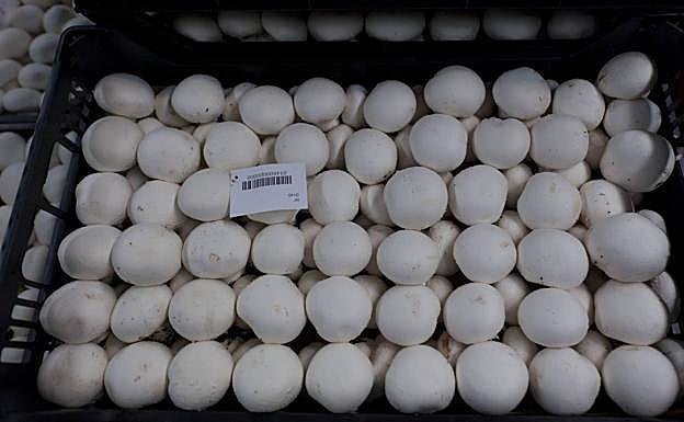 Investigan la mejora de las propiedades de los hongos con efecto antitumoral