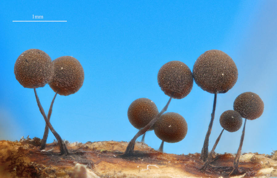 Myxomycete. Este desconocido grupo de organismos, que no son ni animales ni vegetales, muestra unas fructificaciones de apenas 1 milímetro. Un compañero de la Universidad de Alcalá con el que trabajo, es uno de los mayores especialistas del mundo, lo que permite fotografiar nuevas especies como esta Lamproderma enviada para determinar desde Nueva Zelanda.