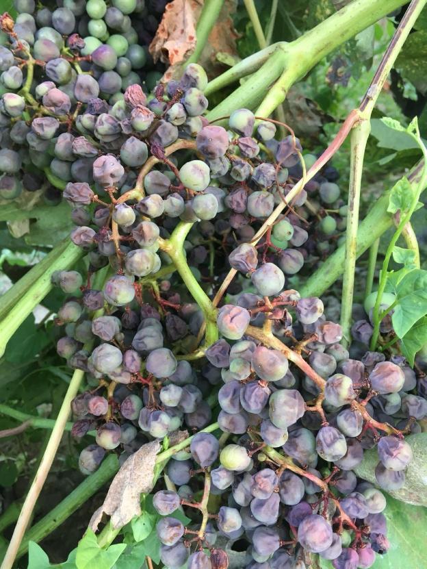 Afecciones de mildiu en viñedos riojanos. :: 
