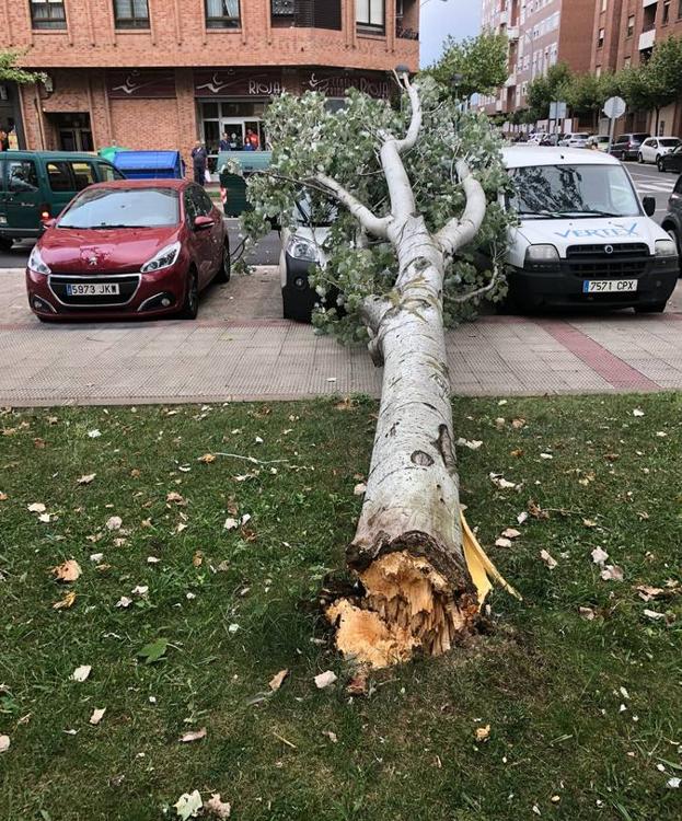 Un árbol cae sobre los coches y la calzada en la calle Estambrera