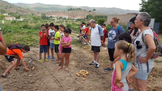 Los alumnos del Delgado Calvete han recogido en estos días las patatas en su parcela educativa. :: ep