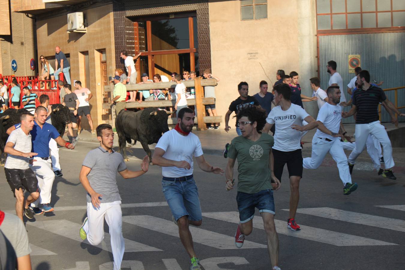 Un encierro de toros, degustación y boleros cerraron las fiestas alfareñas 