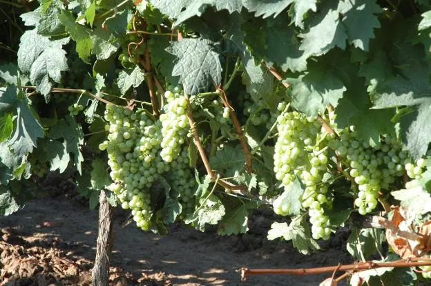 Uvas blancas en un viñedo de Aldeanueva de Ebro a mediados de agosto. :: s.s.j.