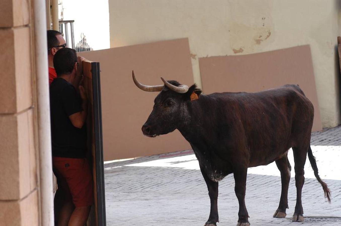 Encierro de reses bravas de Autol con motivo de las fiestas de San Adrián y Santa Natalia.