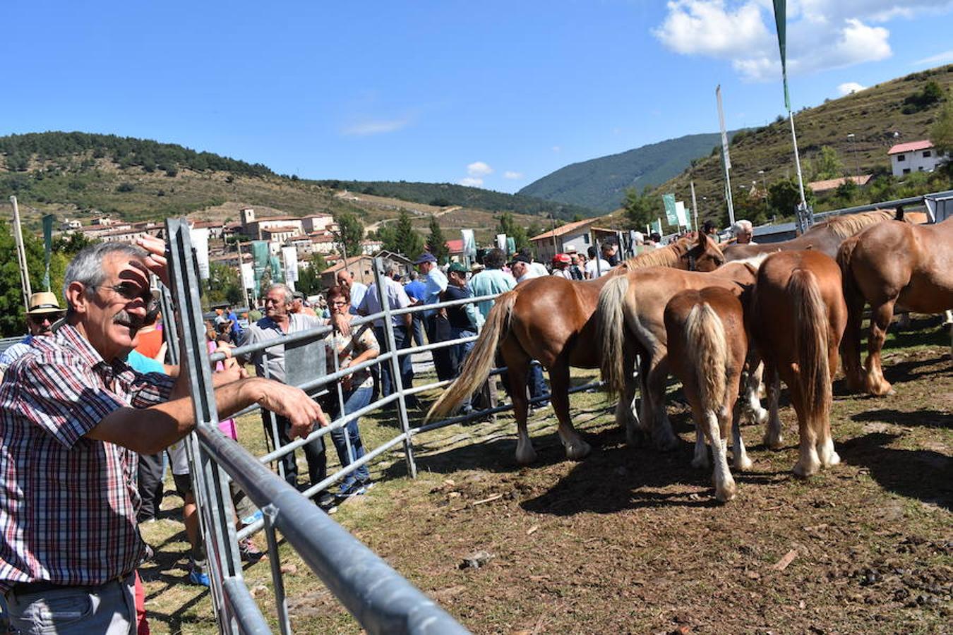 Gobierno de La Rioja y Ayuntamiento de Villoslada de Cameros, en colaboración con la Fundación Caja Rioja y Bankia, han puesto en marcha una nueva edición de la Feria Regional de Ganado que desde hace veintidós años, cada 11 de septiembre se desarrolla en la localidad serrana.