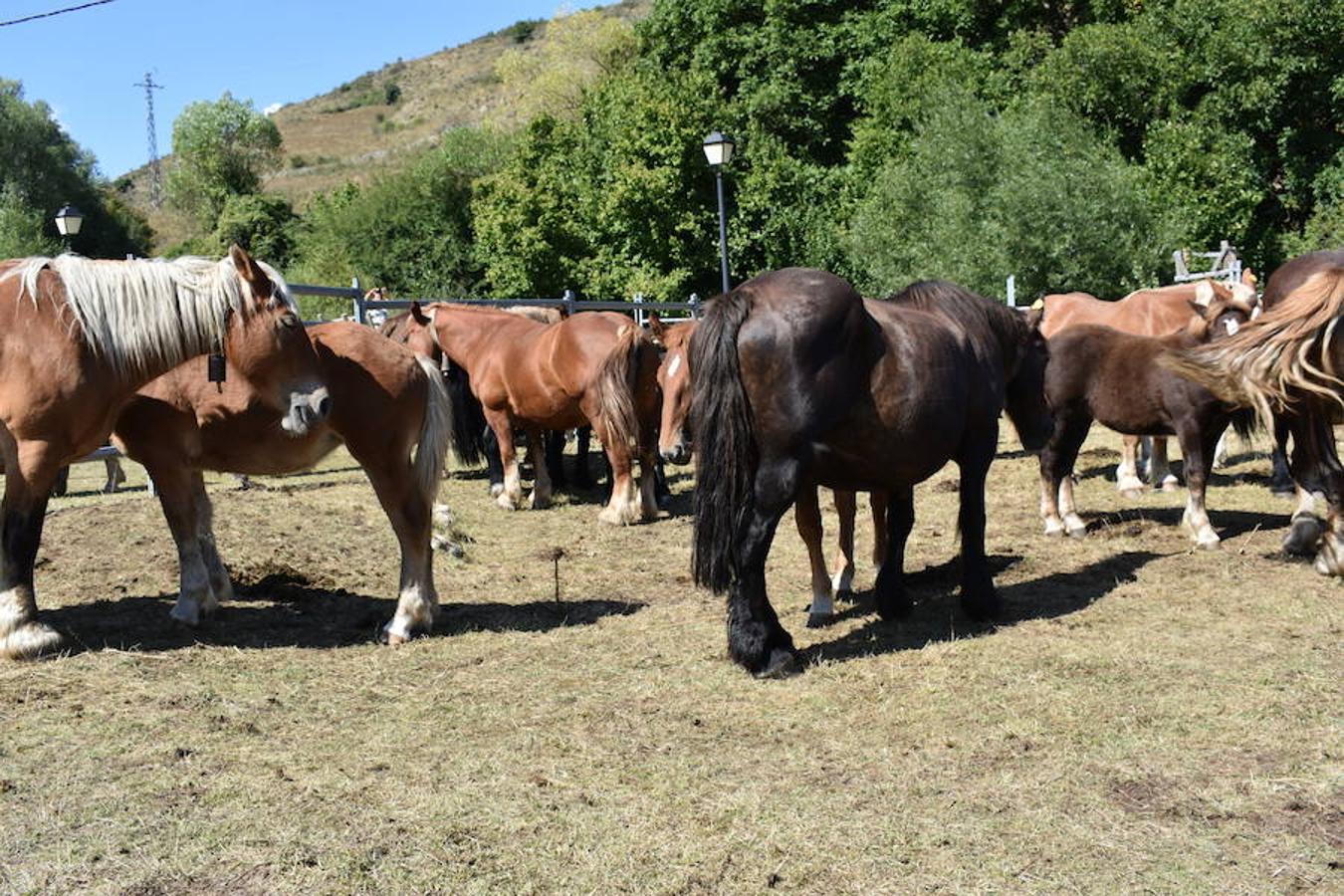 Gobierno de La Rioja y Ayuntamiento de Villoslada de Cameros, en colaboración con la Fundación Caja Rioja y Bankia, han puesto en marcha una nueva edición de la Feria Regional de Ganado que desde hace veintidós años, cada 11 de septiembre se desarrolla en la localidad serrana.