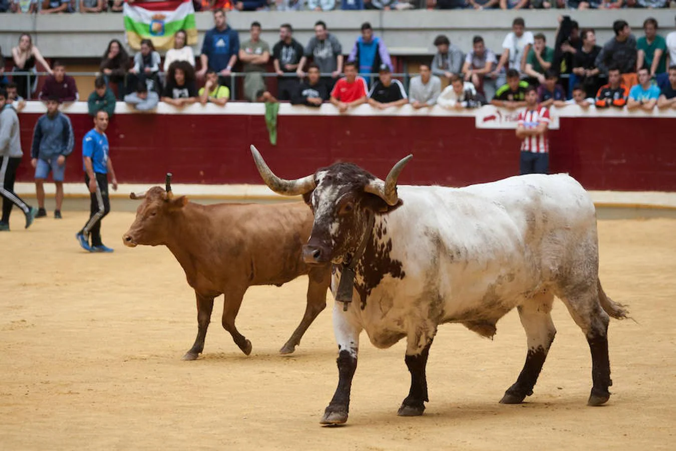 Divertido grand prix con vaquillas en La Ribera. Diversión para incondicionales desde primera hora del día.