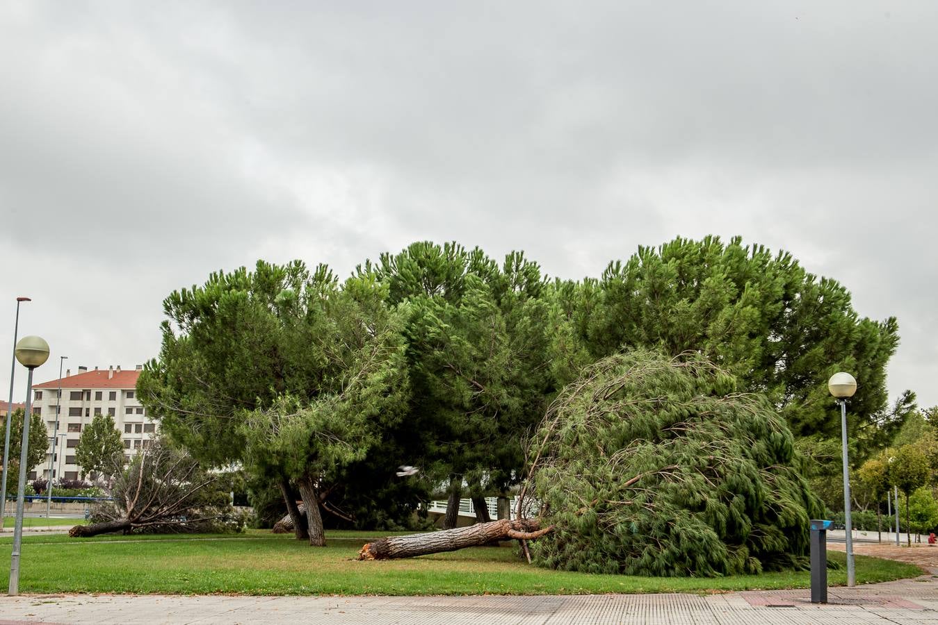 Fotos: Barro, ramas rotas y árboles caídos, las consecuencias de la tormenta