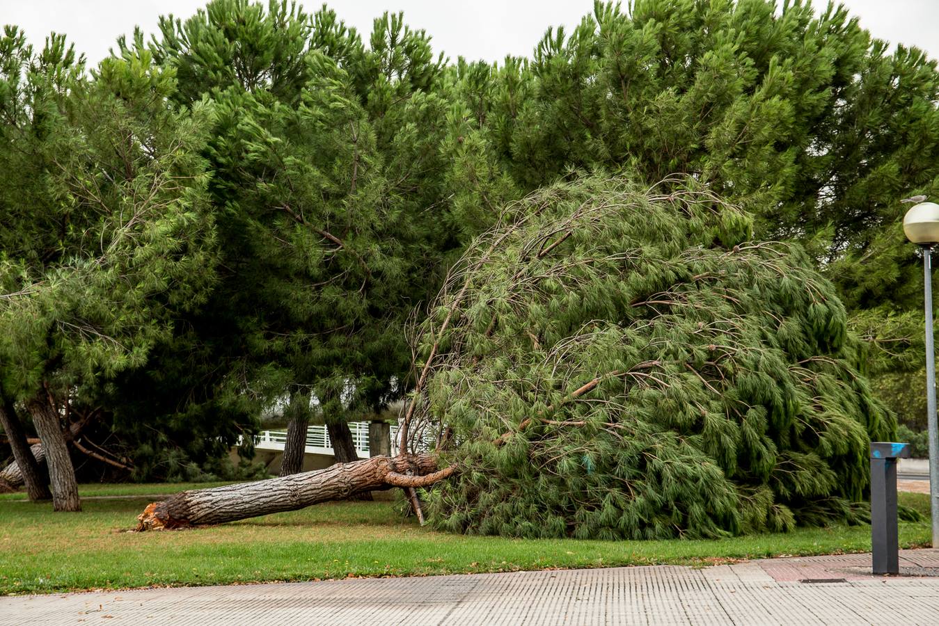 Fotos: Barro, ramas rotas y árboles caídos, las consecuencias de la tormenta