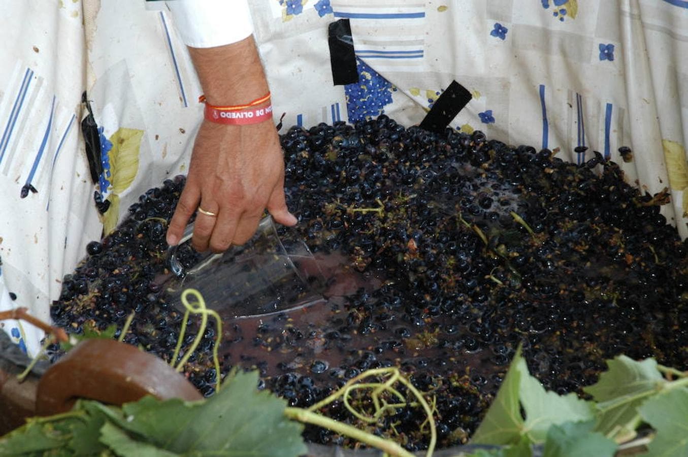 Imágenes del día grande de las fiestas de Rincón de Olivedo. con motivo de sus fiestas de Acción de Gracias y Virgen de la Antigua con procesión, pisado de uva, ofrenda del mosto y misa.