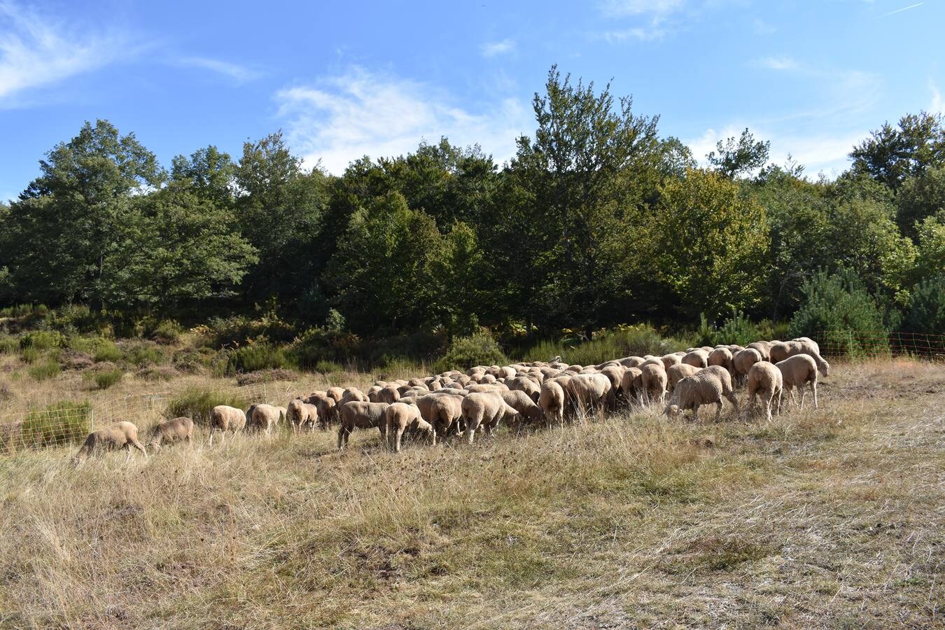 La Fiesta de la Trashumancia en la Venta de Piqueras reivindicó el legado pastoril de la comarca y lo divulgó entre los niños