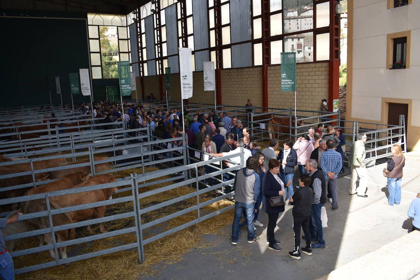 La Feria de Ganado Selecto del Camero Nuevo en Villoslada expone para su venta 30 cabezas de ganado bovino, entre sementales y novillas, procedentes de La Rioja, Castilla y León, País Vasco, Navarra y Aragón. La cita, organizada por la Asociación Ganadera del Alto Iregua en colaboración con la Consejería de Agricultura y Ganadería y el Ayuntamiento villosladense, tiene lugar en el frontón y en el paseo del Espolón.