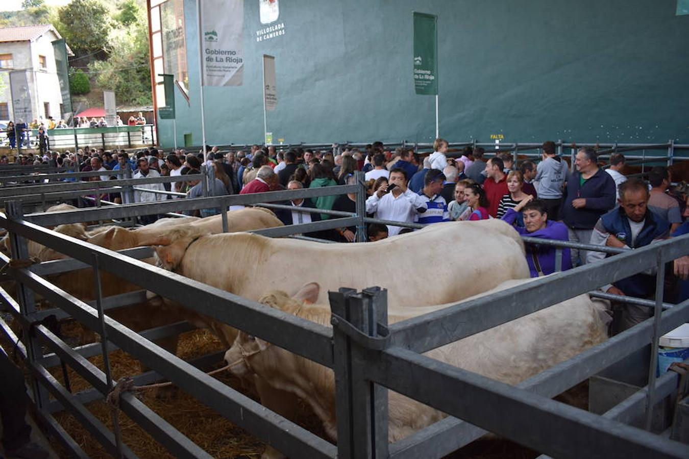 La Feria de Ganado Selecto del Camero Nuevo en Villoslada expone para su venta 30 cabezas de ganado bovino, entre sementales y novillas, procedentes de La Rioja, Castilla y León, País Vasco, Navarra y Aragón. La cita, organizada por la Asociación Ganadera del Alto Iregua en colaboración con la Consejería de Agricultura y Ganadería y el Ayuntamiento villosladense, tiene lugar en el frontón y en el paseo del Espolón.