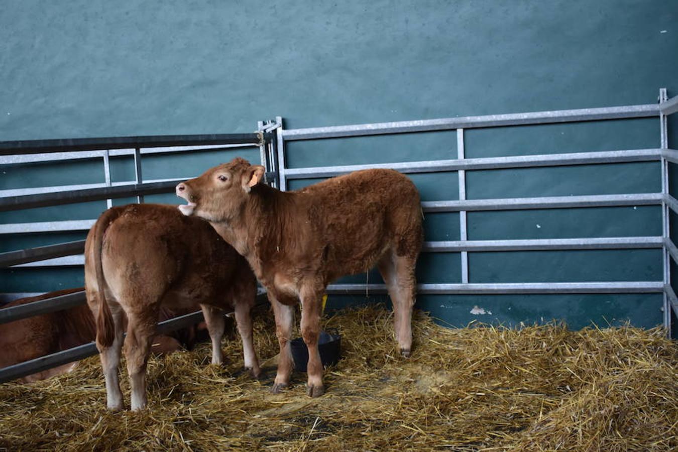 La Feria de Ganado Selecto del Camero Nuevo en Villoslada expone para su venta 30 cabezas de ganado bovino, entre sementales y novillas, procedentes de La Rioja, Castilla y León, País Vasco, Navarra y Aragón. La cita, organizada por la Asociación Ganadera del Alto Iregua en colaboración con la Consejería de Agricultura y Ganadería y el Ayuntamiento villosladense, tiene lugar en el frontón y en el paseo del Espolón.