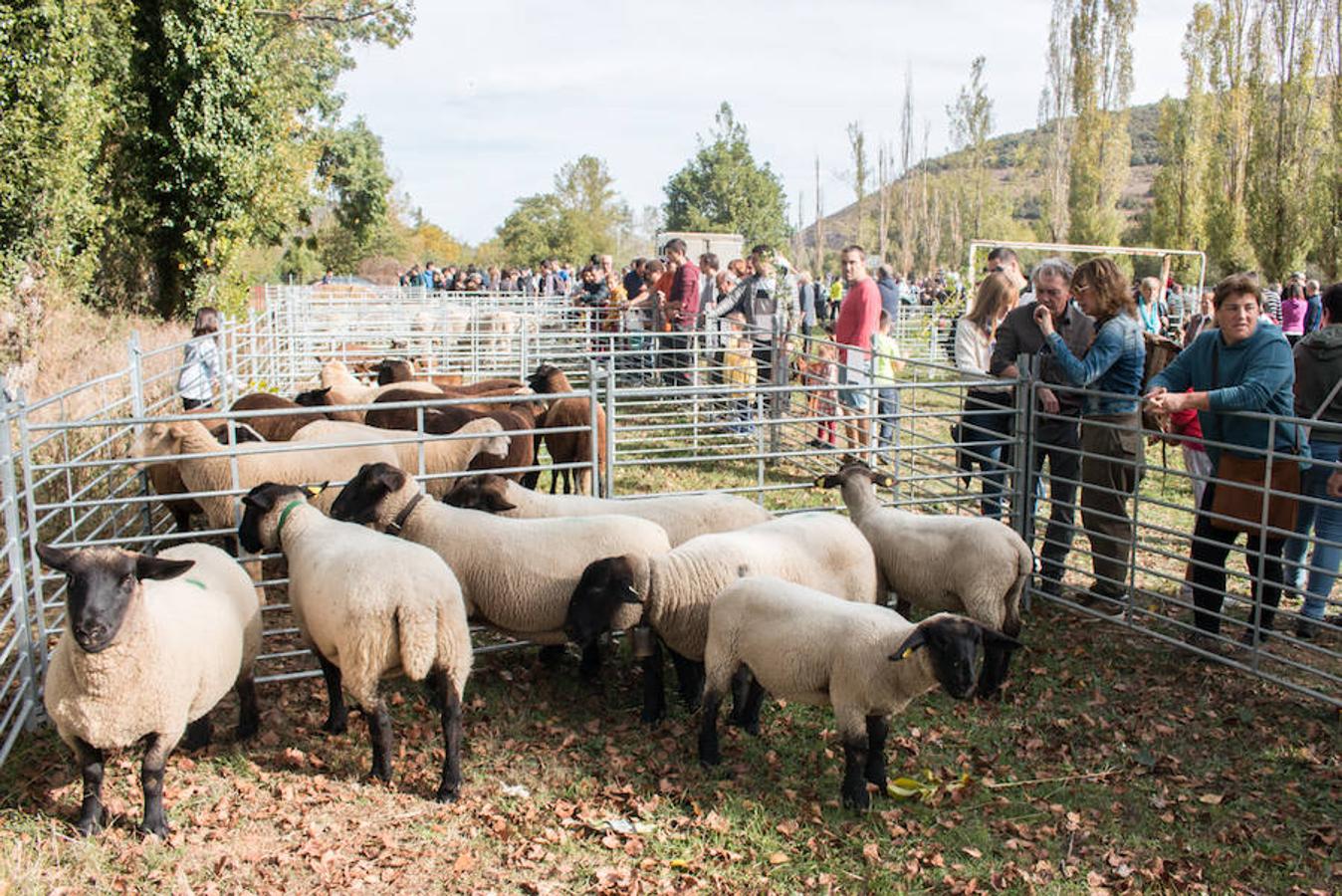 Ojacastro celebra hoy la segunda y última jornada de su feria de ganado y de artesanía agroalimentaria, que, 16 años después de echar a andar, sigue evidenciando su encaje y tirón dentro del 'puente' festivo del Pilar. 