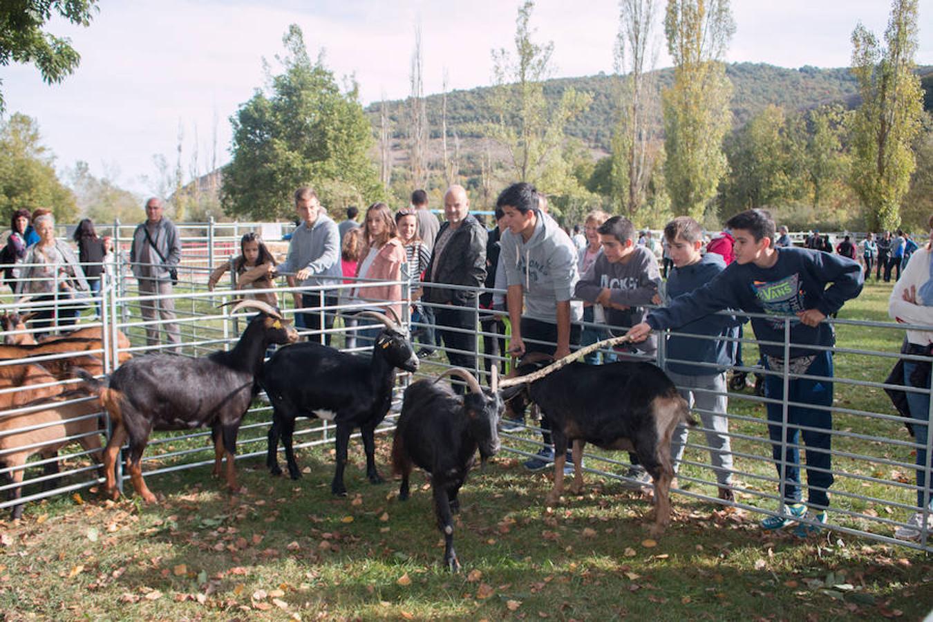Ojacastro celebra hoy la segunda y última jornada de su feria de ganado y de artesanía agroalimentaria, que, 16 años después de echar a andar, sigue evidenciando su encaje y tirón dentro del 'puente' festivo del Pilar. 