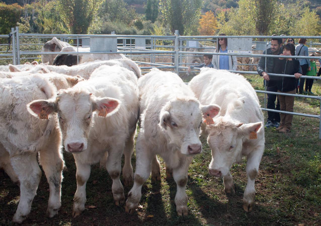 Ojacastro celebra hoy la segunda y última jornada de su feria de ganado y de artesanía agroalimentaria, que, 16 años después de echar a andar, sigue evidenciando su encaje y tirón dentro del 'puente' festivo del Pilar. 