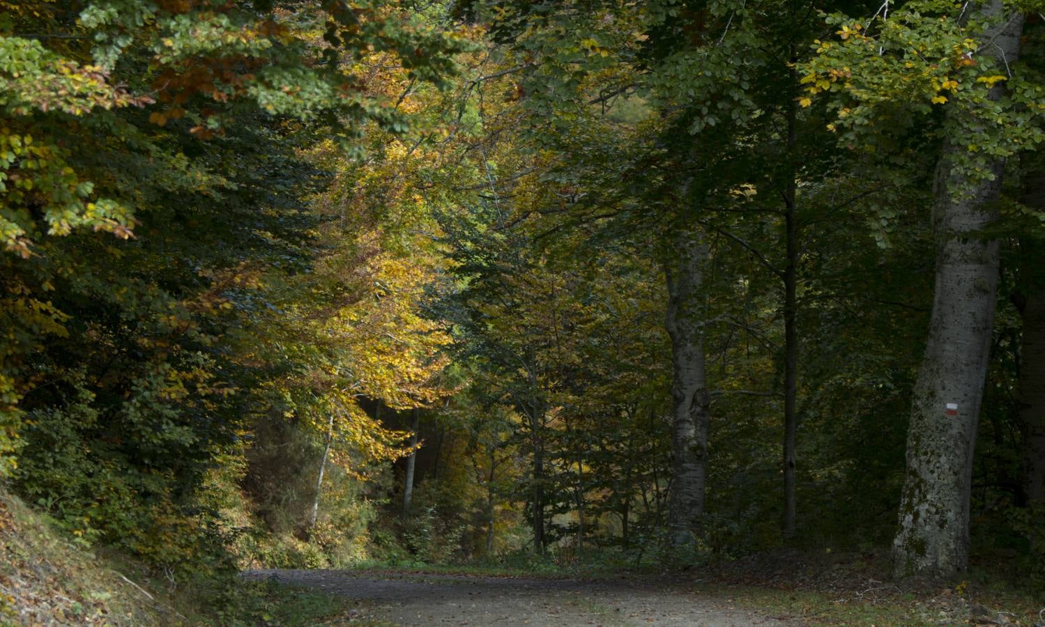 En esta época del año el monte riojano exhibe la transformación de los tonos verdes a los ocres y rojijzos. Unas imágenes evocadoras y muy bellas que animan al paseo.