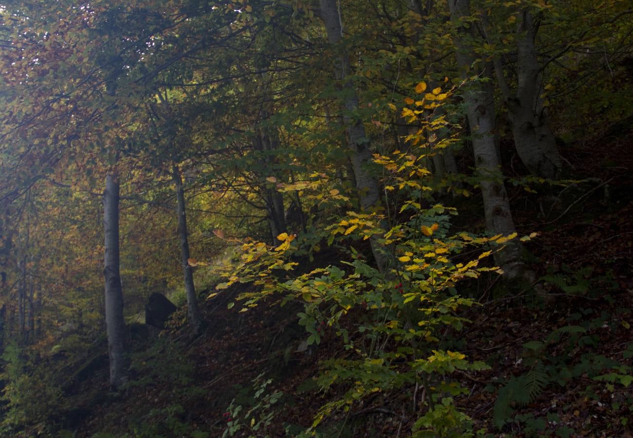 En esta época del año el monte riojano exhibe la transformación de los tonos verdes a los ocres y rojijzos. Unas imágenes evocadoras y muy bellas que animan al paseo.