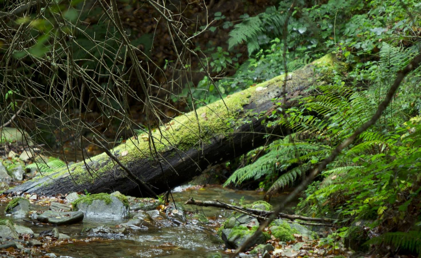 En esta época del año el monte riojano exhibe la transformación de los tonos verdes a los ocres y rojijzos. Unas imágenes evocadoras y muy bellas que animan al paseo.