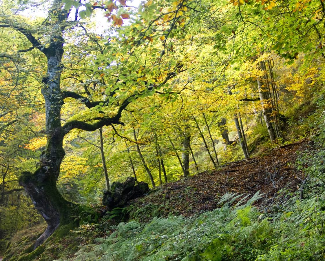 En esta época del año el monte riojano exhibe la transformación de los tonos verdes a los ocres y rojijzos. Unas imágenes evocadoras y muy bellas que animan al paseo.