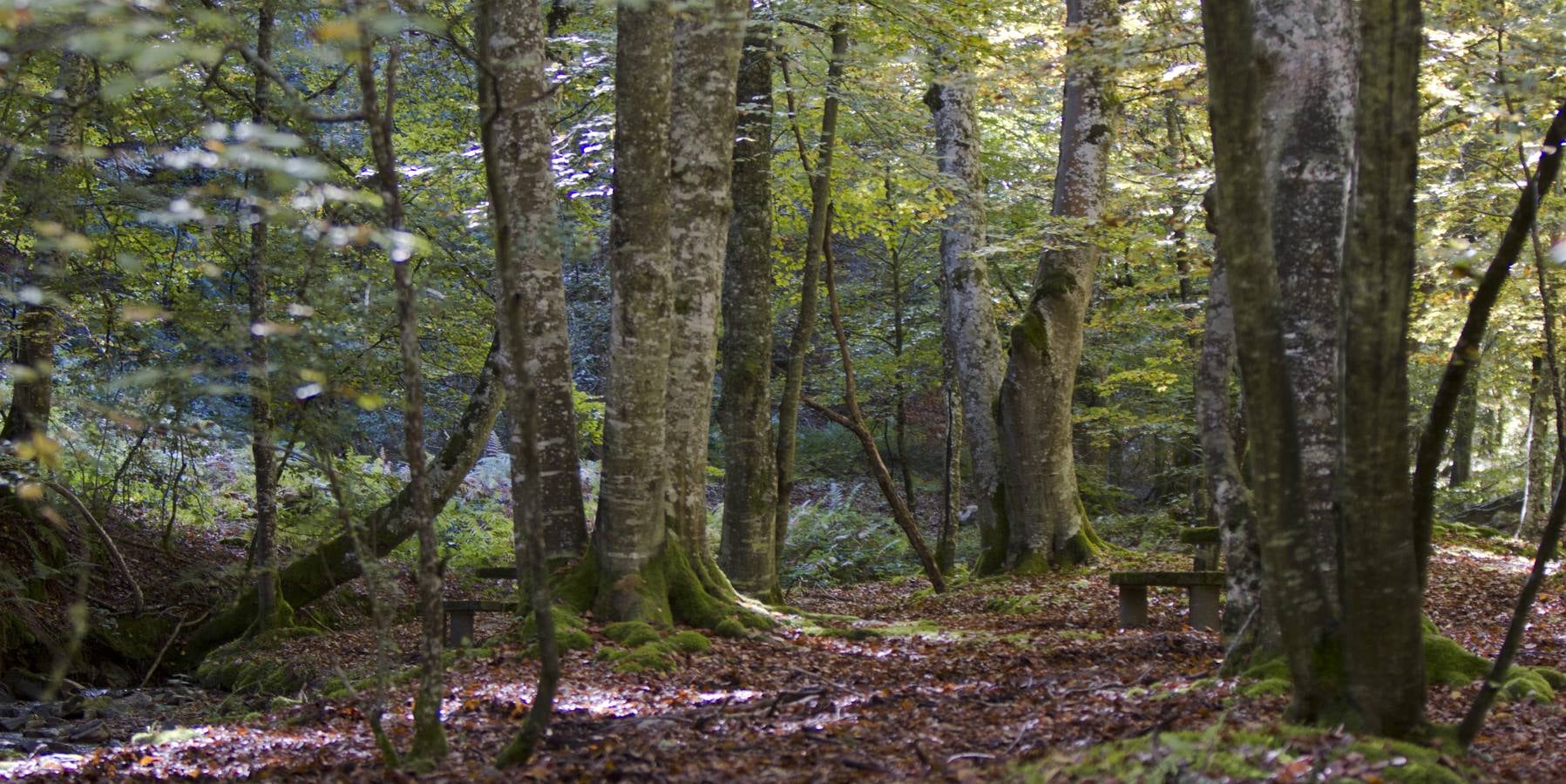 En esta época del año el monte riojano exhibe la transformación de los tonos verdes a los ocres y rojijzos. Unas imágenes evocadoras y muy bellas que animan al paseo.