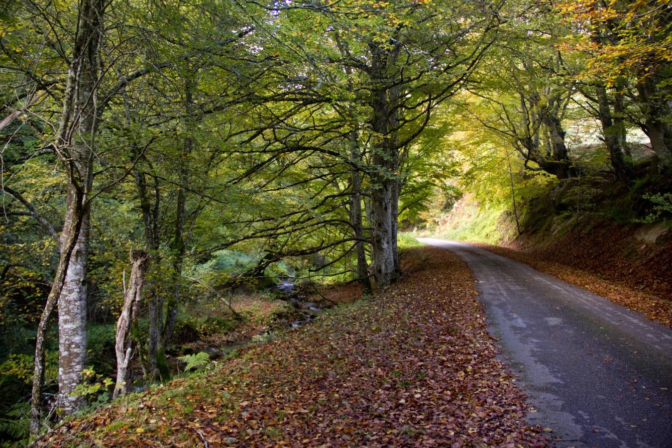 En esta época del año el monte riojano exhibe la transformación de los tonos verdes a los ocres y rojijzos. Unas imágenes evocadoras y muy bellas que animan al paseo.